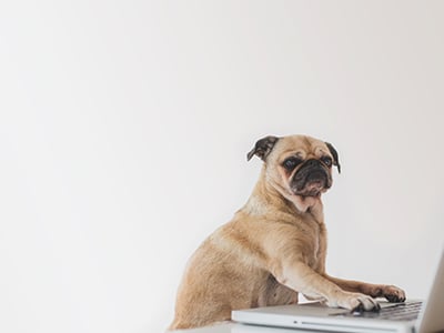 dog sitting by a computer